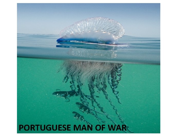 PORTUGUESE MAN OF WAR 