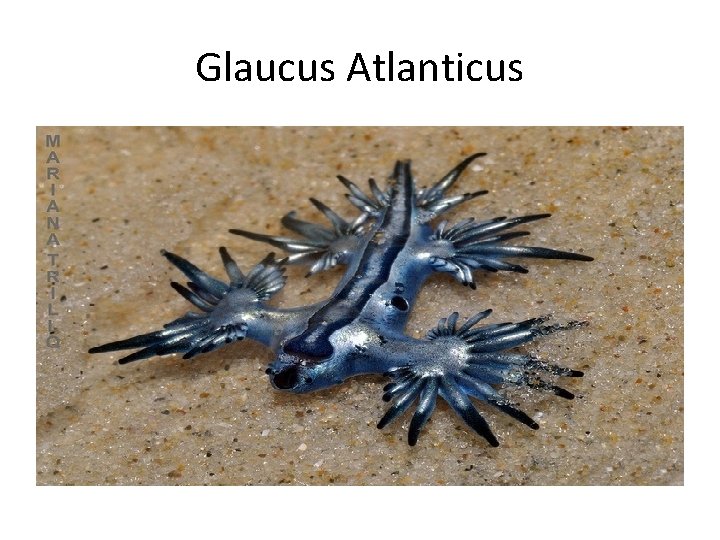 Glaucus Atlanticus 