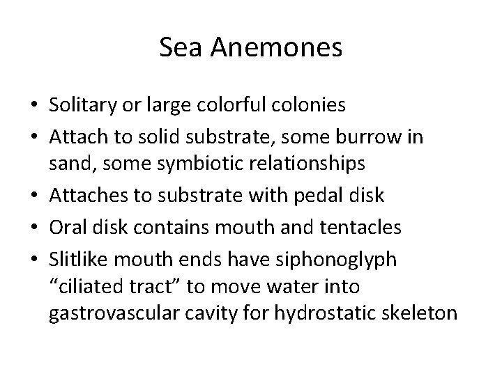 Sea Anemones • Solitary or large colorful colonies • Attach to solid substrate, some