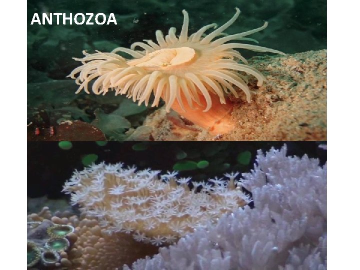 ANTHOZOA 