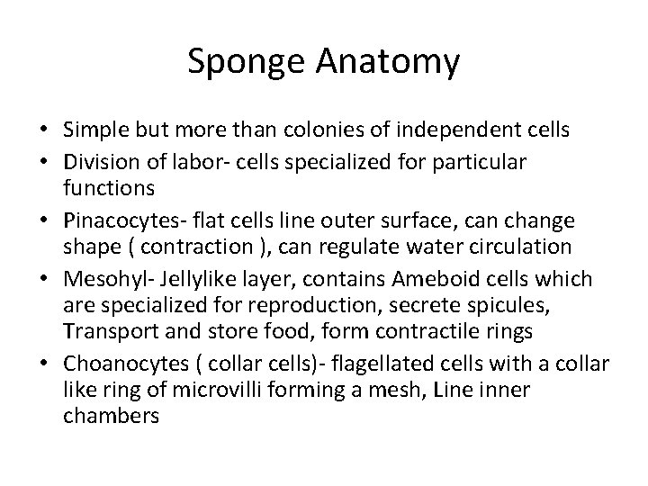 Sponge Anatomy • Simple but more than colonies of independent cells • Division of