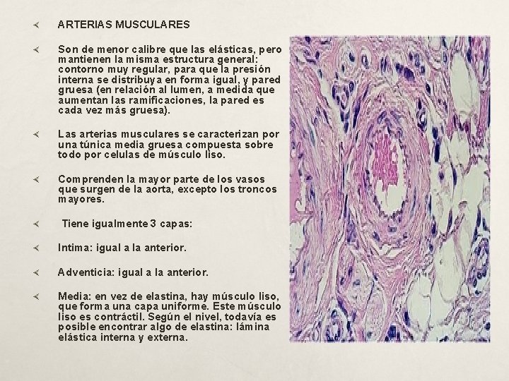  ARTERIAS MUSCULARES Son de menor calibre que las elásticas, pero mantienen la misma