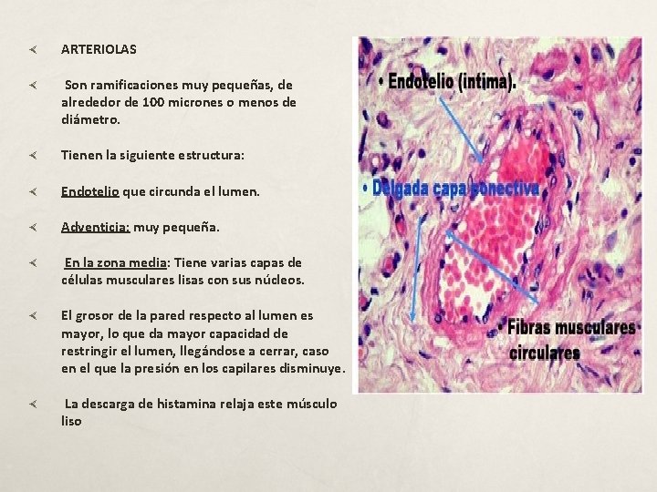  ARTERIOLAS Son ramificaciones muy pequeñas, de alrededor de 100 micrones o menos de