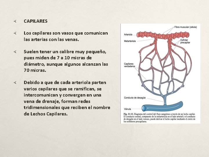  CAPILARES Los capilares son vasos que comunican las arterias con las venas. Suelen