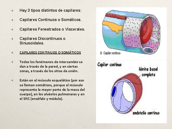  Hay 3 tipos distintos de capilares: Capilares Continuos o Somáticos. Capilares Fenestrados o