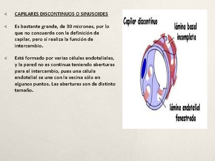  CAPILARES DISCONTINUOS O SINUSOIDES Es bastante grande, de 30 micrones, por lo que