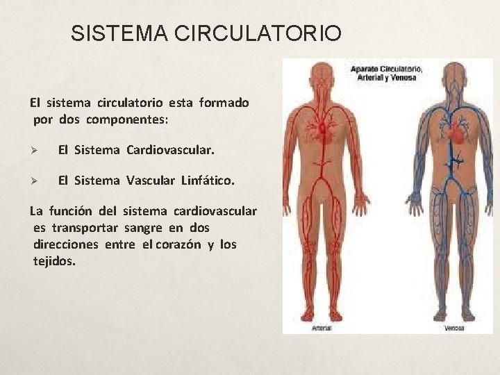 SISTEMA CIRCULATORIO El sistema circulatorio esta formado por dos componentes: Ø El Sistema Cardiovascular.