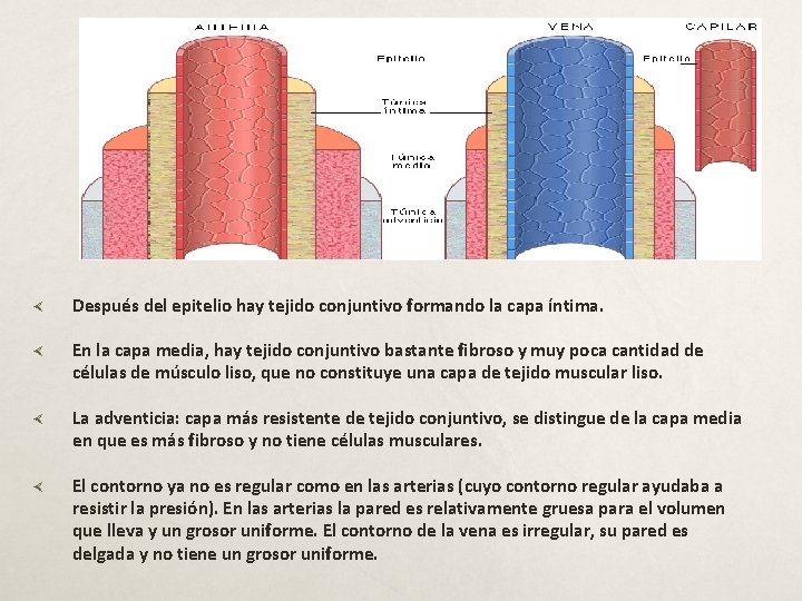  Después del epitelio hay tejido conjuntivo formando la capa íntima. En la capa