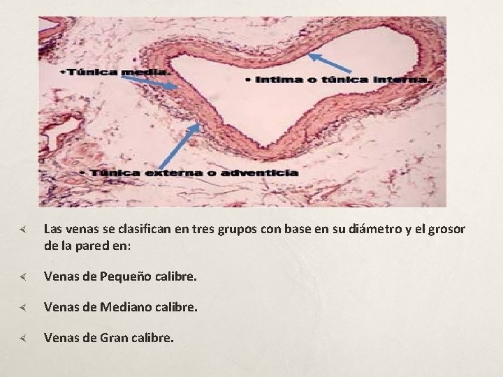  Las venas se clasifican en tres grupos con base en su diámetro y