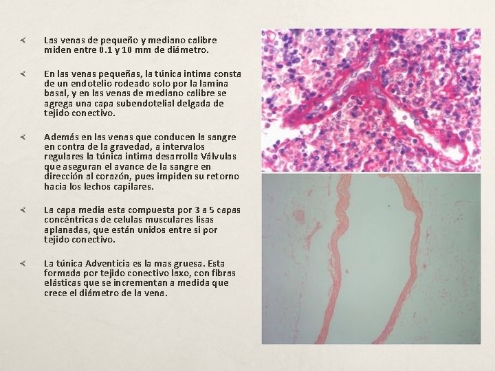  Las venas de pequeño y mediano calibre miden entre 0. 1 y 10
