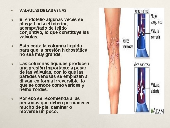  VALVULAS DE LAS VENAS El endotelio algunas veces se pliega hacia el interior,