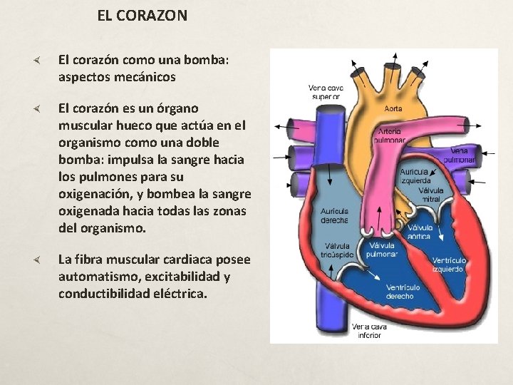EL CORAZON El corazón como una bomba: aspectos mecánicos El corazón es un órgano