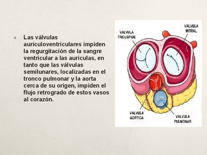  Las válvulas auriculoventriculares impiden la regurgitación de la sangre ventricular a las aurículas,