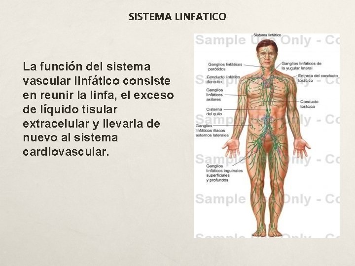 SISTEMA LINFATICO La función del sistema vascular linfático consiste en reunir la linfa, el