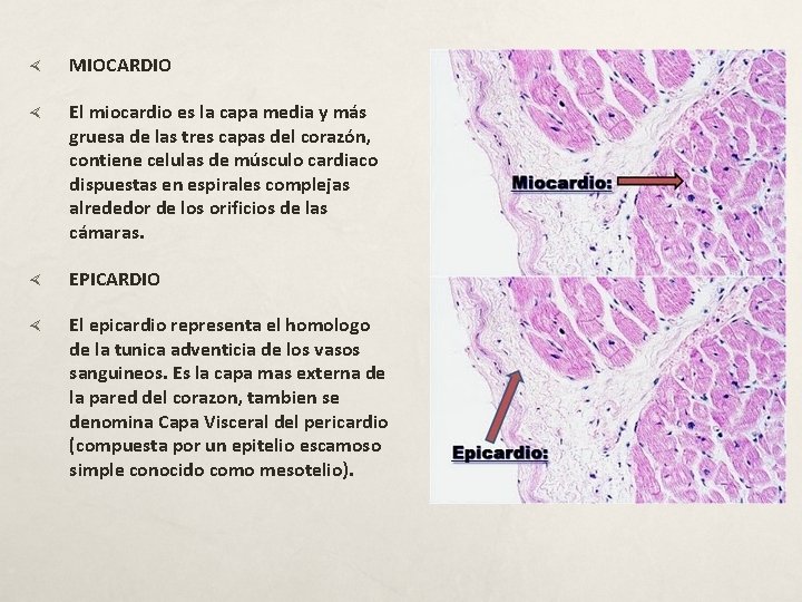  MIOCARDIO El miocardio es la capa media y más gruesa de las tres