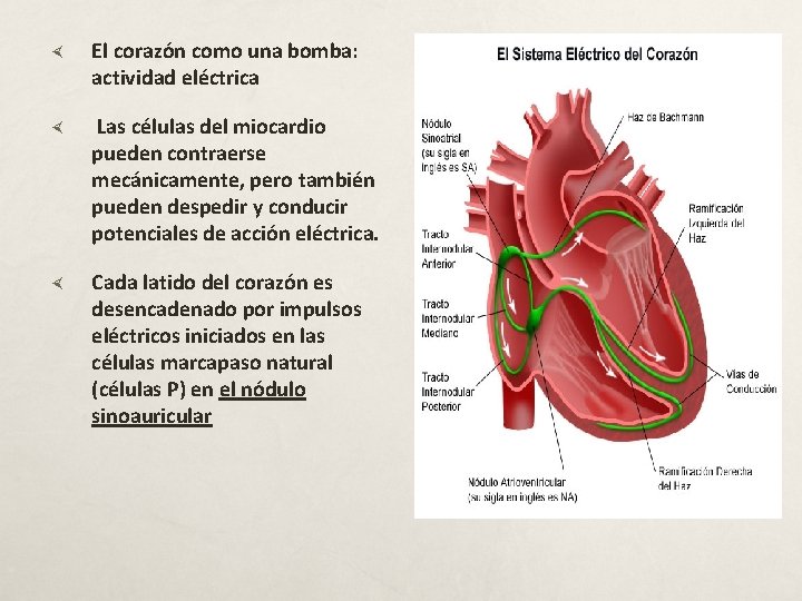  El corazón como una bomba: actividad eléctrica Las células del miocardio pueden contraerse