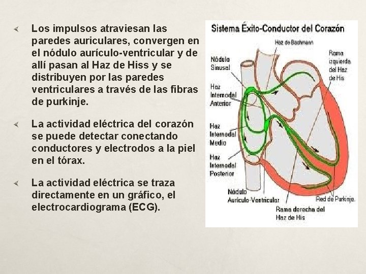  Los impulsos atraviesan las paredes auriculares, convergen en el nódulo aurículo-ventricular y de