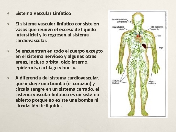  Sistema Vascular Linfatico El sistema vascular linfatico consiste en vasos que reunen el