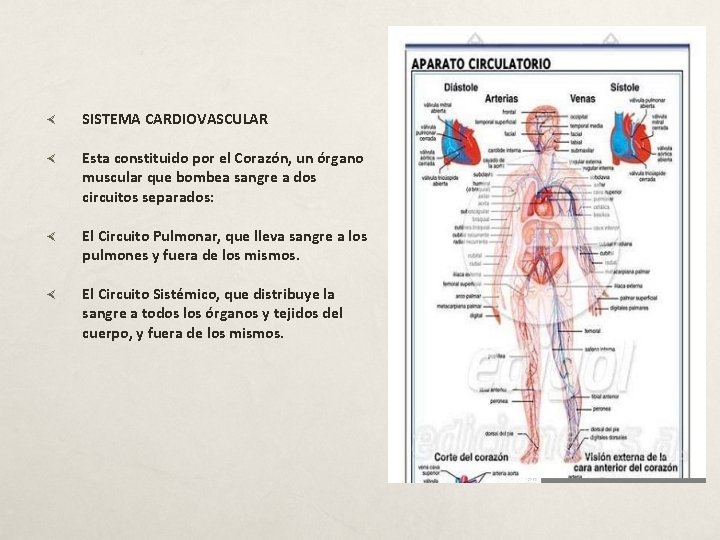  SISTEMA CARDIOVASCULAR Esta constituido por el Corazón, un órgano muscular que bombea sangre