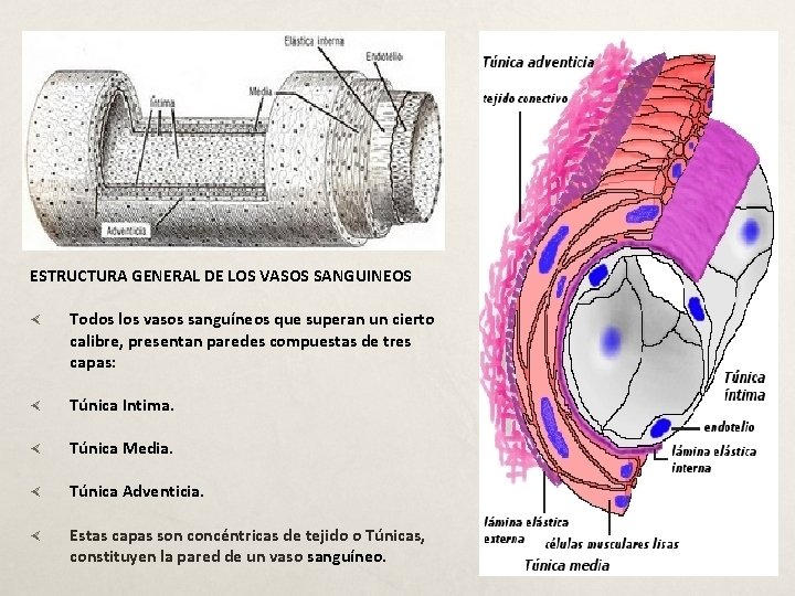 ESTRUCTURA GENERAL DE LOS VASOS SANGUINEOS Todos los vasos sanguíneos que superan un cierto