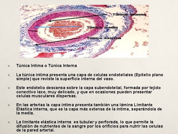  Túnica Intima o Túnica Interna La túnica intima presenta una capa de celulas