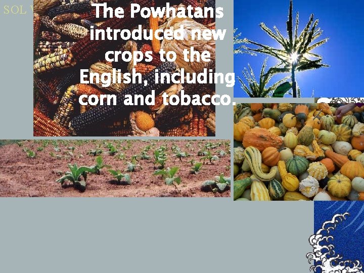 SOL VS. 3 The Powhatans introduced new crops to the English, including corn and