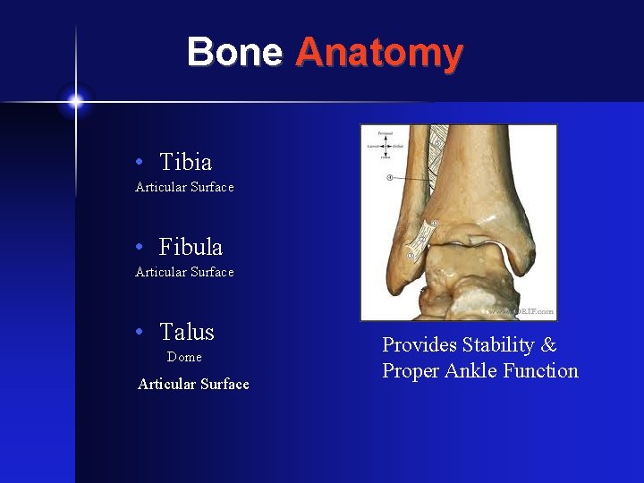 Bone Anatomy • Tibia Articular Surface • Fibula Articular Surface • Talus Dome Articular