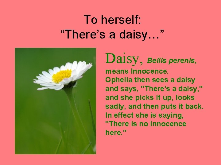 To herself: “There’s a daisy…” Daisy, Bellis perenis, means Innocence. Ophelia then sees a