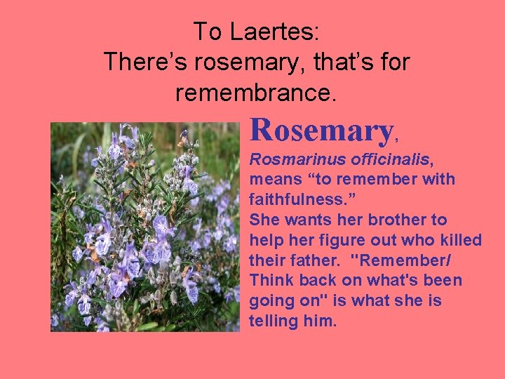 To Laertes: There’s rosemary, that’s for remembrance. Rosemary , Rosmarinus officinalis, means “to remember
