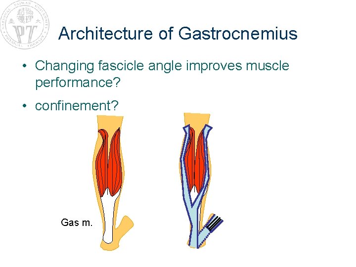 Architecture of Gastrocnemius • Changing fascicle angle improves muscle performance? • confinement? Gas m.