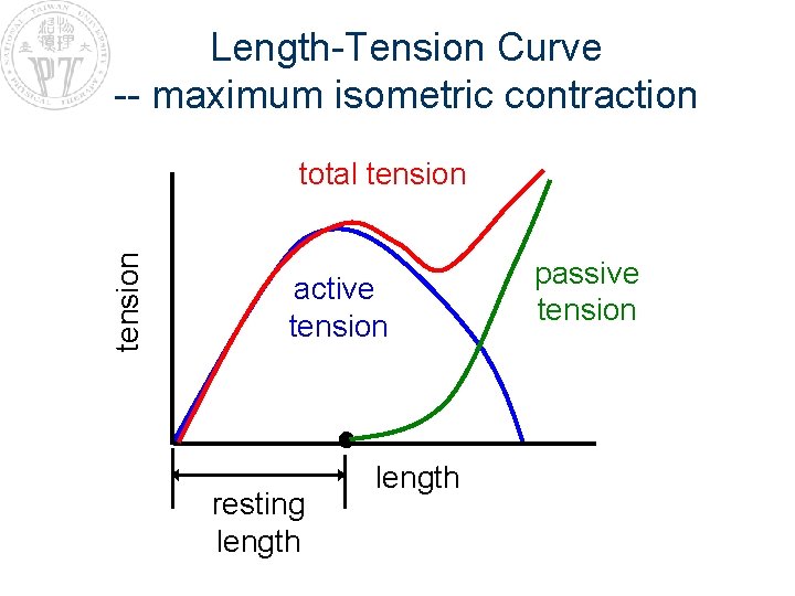 Length-Tension Curve -- maximum isometric contraction tension total tension active tension resting length passive