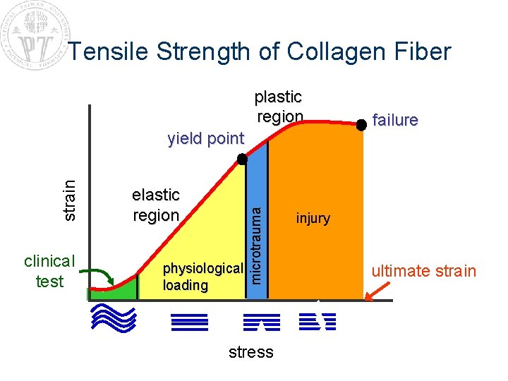 Tensile Strength of Collagen Fiber plastic region clinical test elastic region physiological loading microtrauma