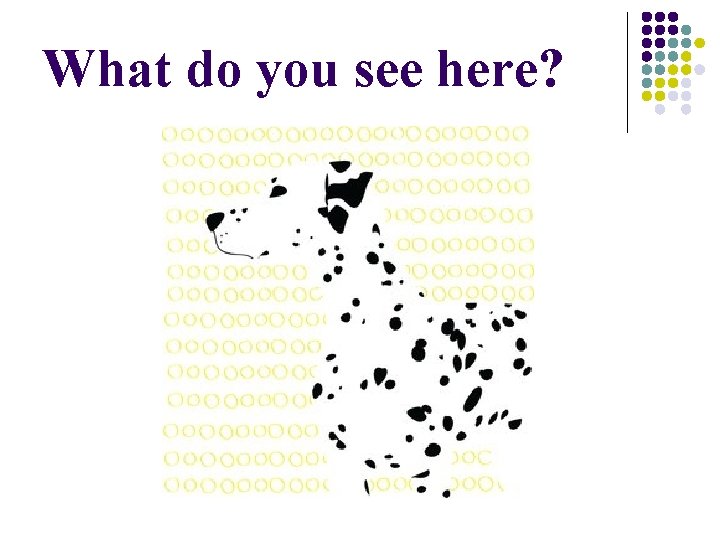 What do you see here? What do you see here?