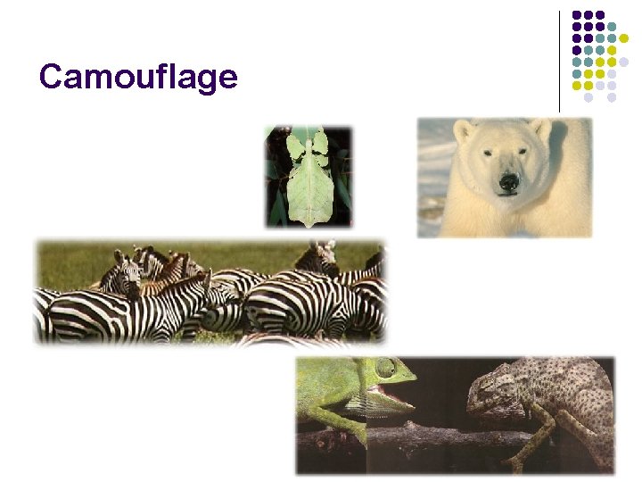 Camouflage Camouflage