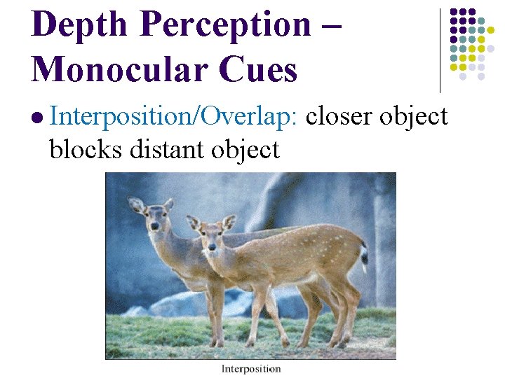 Depth Perception – Monocular Cues l Interposition/Overlap: blocks distant object closer object Depth Perception – Monocular Cues l Interposition/Overlap: blocks distant object closer object