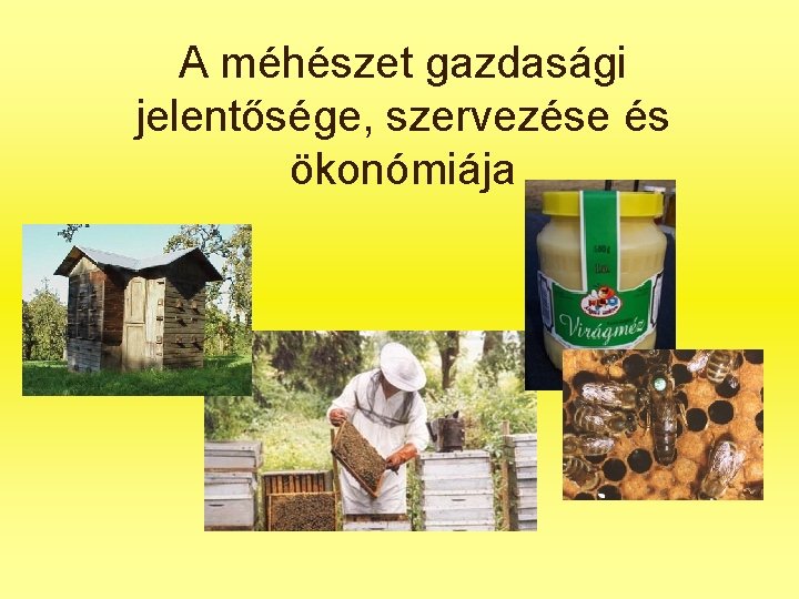 A méhészet gazdasági jelentősége, szervezése és ökonómiája 