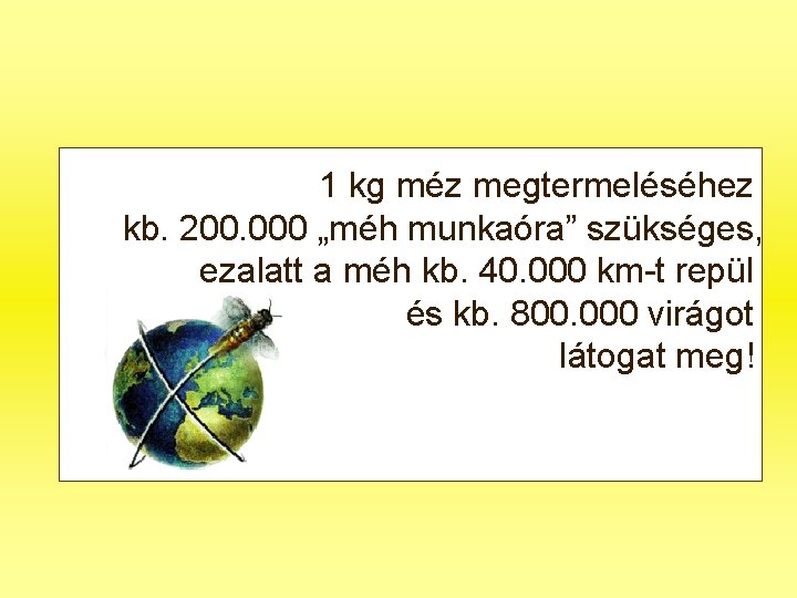 1 kg méz megtermeléséhez kb. 200. 000 „méh munkaóra” szükséges, ezalatt a méh kb.