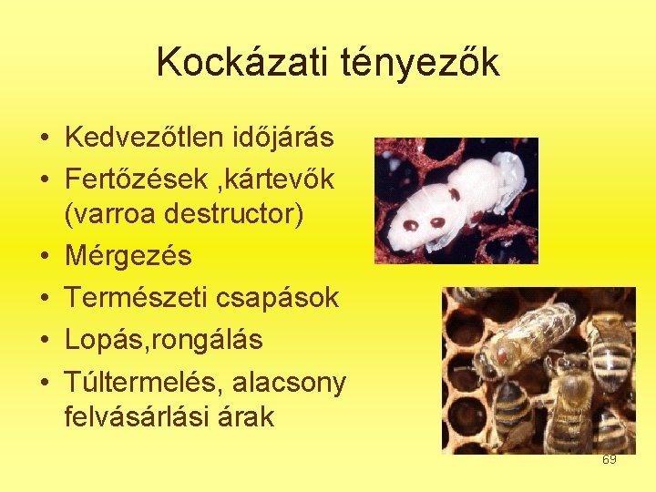 Kockázati tényezők • Kedvezőtlen időjárás • Fertőzések , kártevők (varroa destructor) • Mérgezés •