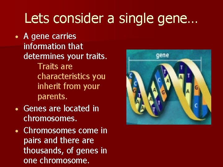 Lets consider a single gene… A gene carries information that determines your traits. Traits