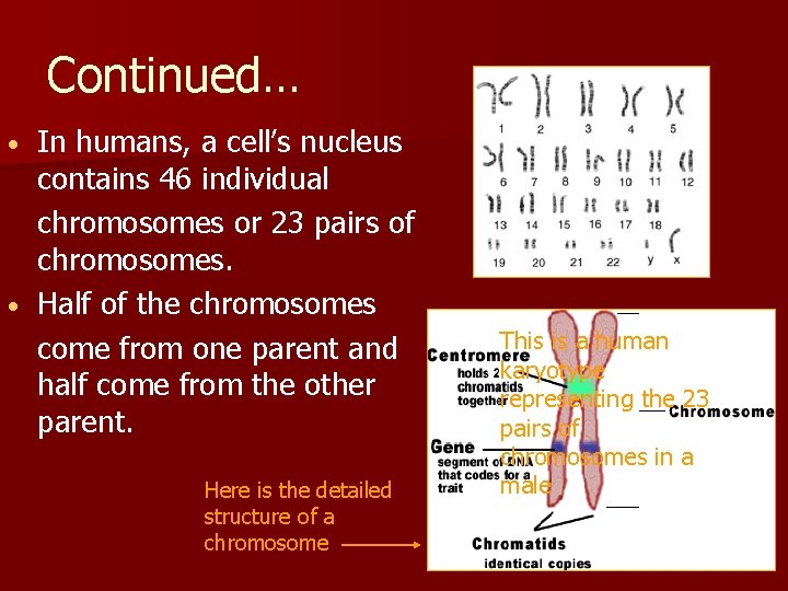 Continued… In humans, a cell’s nucleus contains 46 individual chromosomes or 23 pairs of