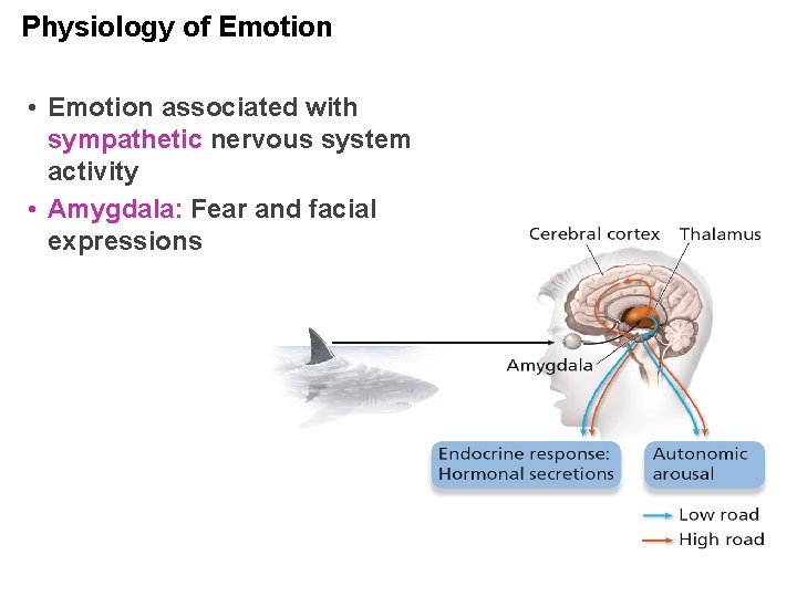 Physiology of Emotion • Emotion associated with sympathetic nervous system activity • Amygdala: Fear