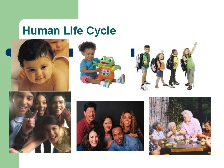 Human Life Cycle 