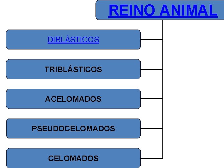 REINO ANIMAL DIBLÁSTICOS TRIBLÁSTICOS ACELOMADOS PSEUDOCELOMADOS 