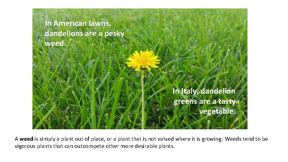In American lawns, dandelions are a pesky weed. In Italy, dandelion greens are a