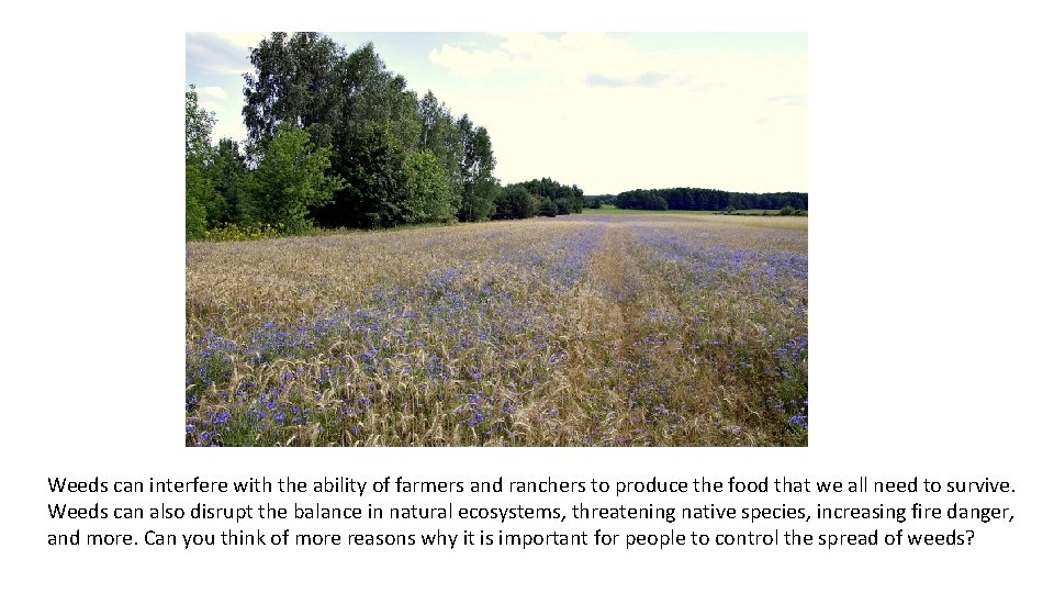 Weeds can interfere with the ability of farmers and ranchers to produce the food