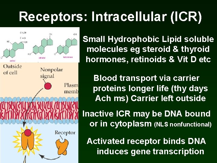 Receptors: Intracellular (ICR) Small Hydrophobic Lipid soluble molecules eg steroid & thyroid hormones, retinoids Receptors: Intracellular (ICR) Small Hydrophobic Lipid soluble molecules eg steroid & thyroid hormones, retinoids