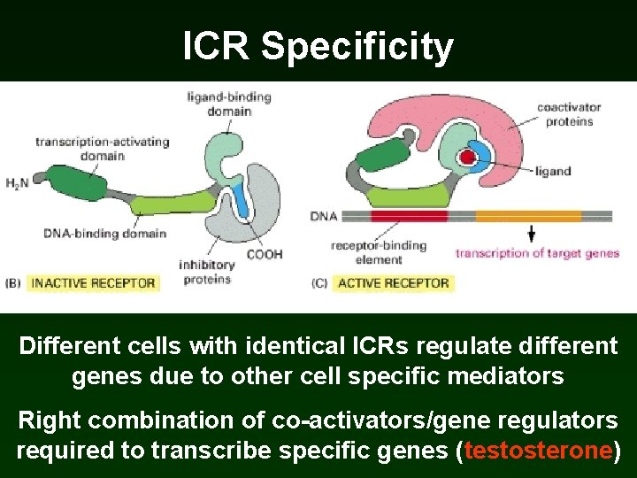 ICR Specificity Different cells with identical ICRs regulate different genes due to other cell ICR Specificity Different cells with identical ICRs regulate different genes due to other cell