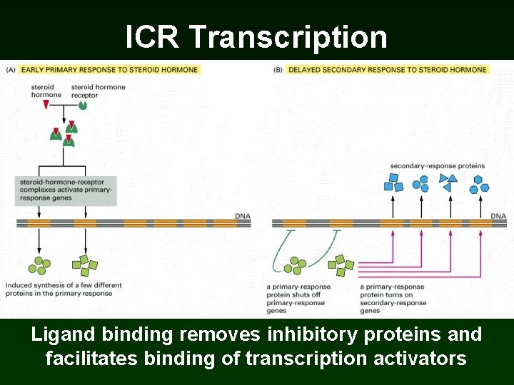 ICR Transcription Ligand binding removes inhibitory proteins and facilitates binding of transcription activators ICR Transcription Ligand binding removes inhibitory proteins and facilitates binding of transcription activators