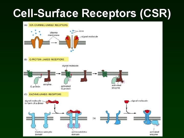 Cell-Surface Receptors (CSR) Cell-Surface Receptors (CSR)