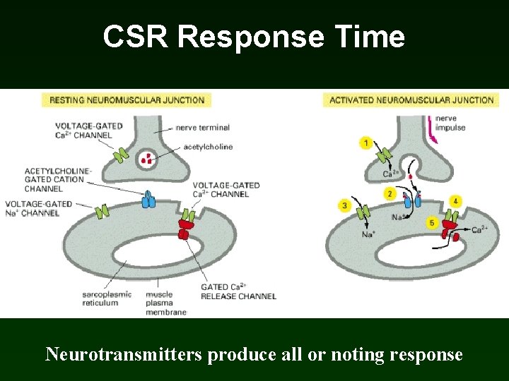 CSR Response Time Neurotransmitters produce all or noting response CSR Response Time Neurotransmitters produce all or noting response